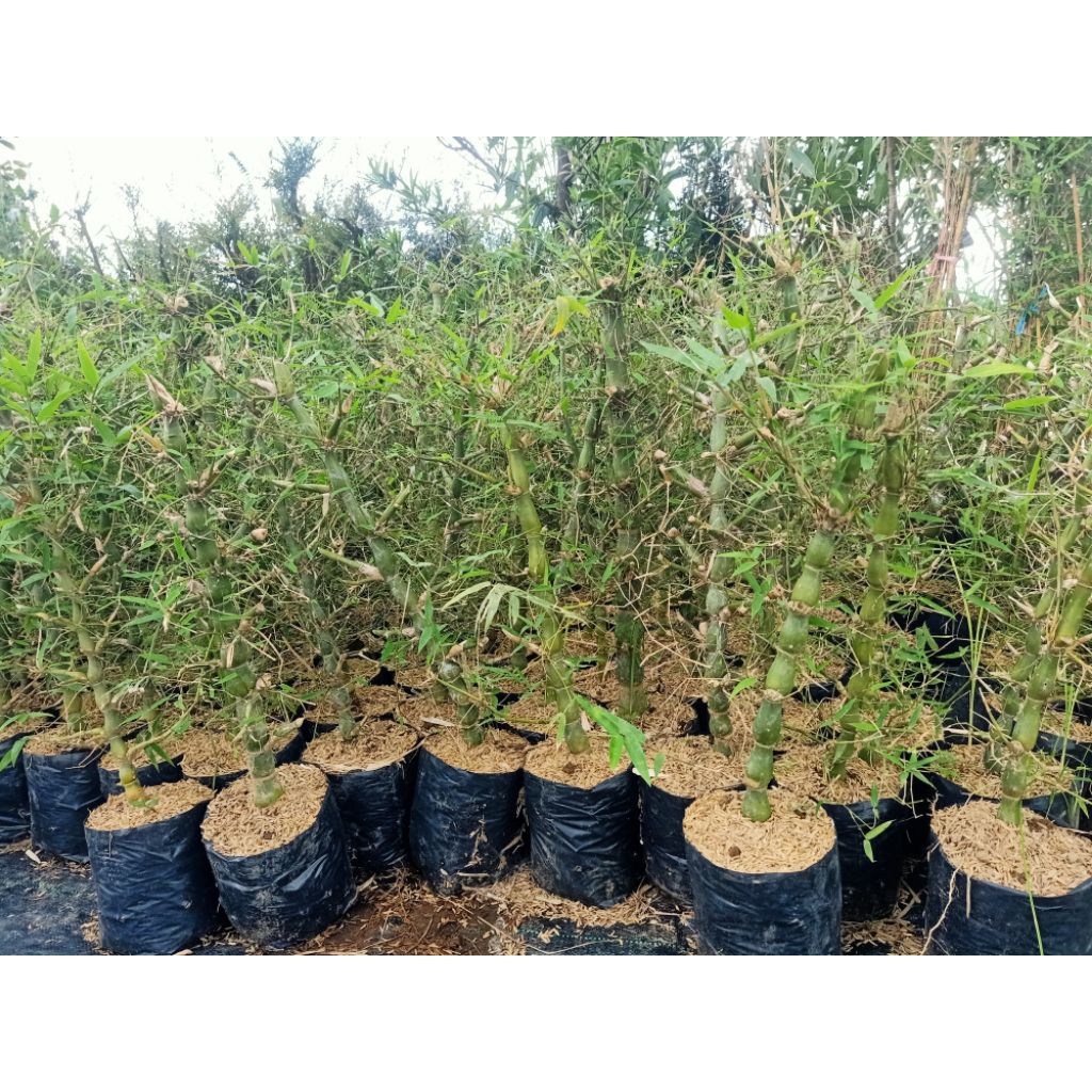 BAMBU NAGIN/BAMBU TASBIH/BAMBU KODOK UNIK