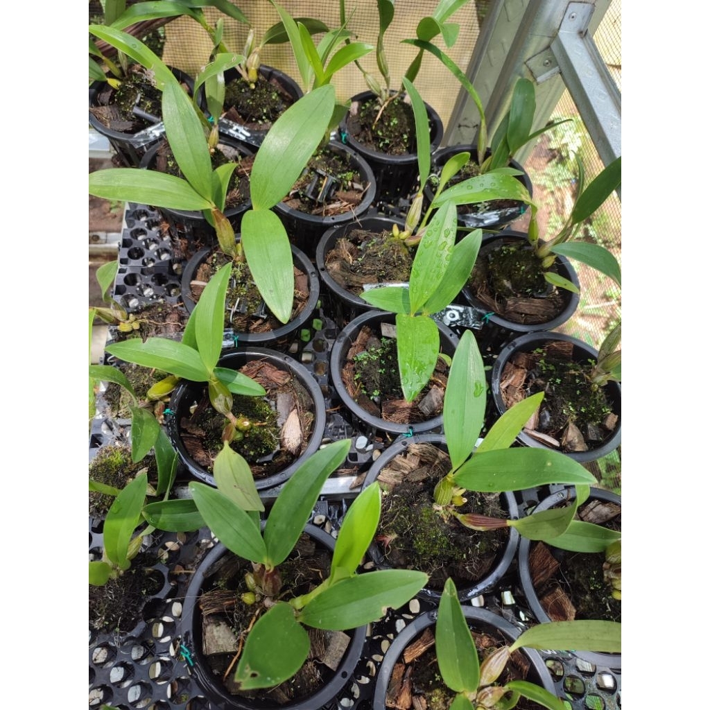 Bibit Anggrek Dendrobium Spectabile / anggrek kribo ukuran remaja SEEDLING HASIL SEMAI BIJI OUTDOOR
