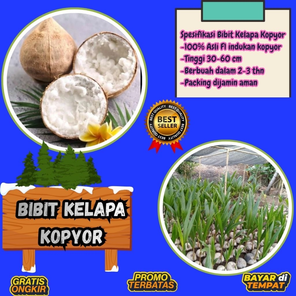 PROMO  Bibit Kelapa Kopyor, Bibit Kelapa Kopyor Asli, Bibit Kelapa Kopyor Bersertifikat