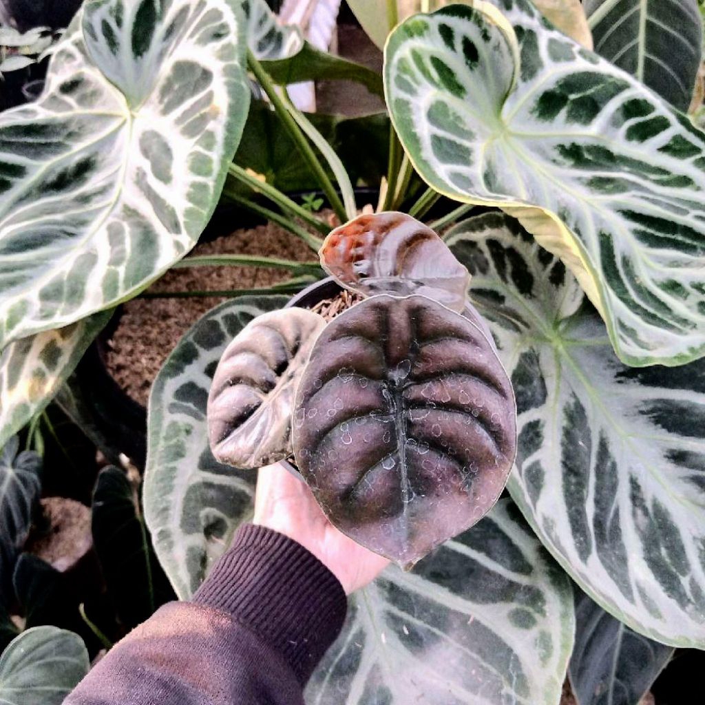 Bibit alocasia cuprea red secret