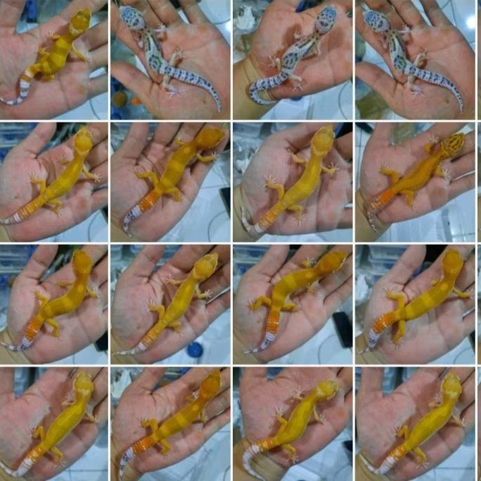 PROMO MURAH RANDOM bonus kalsium Gecko Leopard Baby Sehat no minus