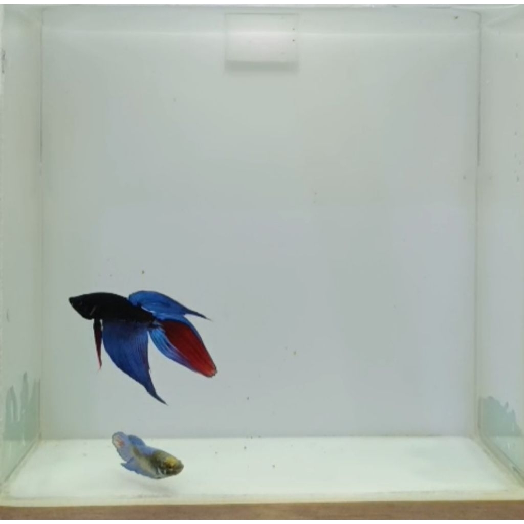 Cupang Veiltail Emerald (sepasang)