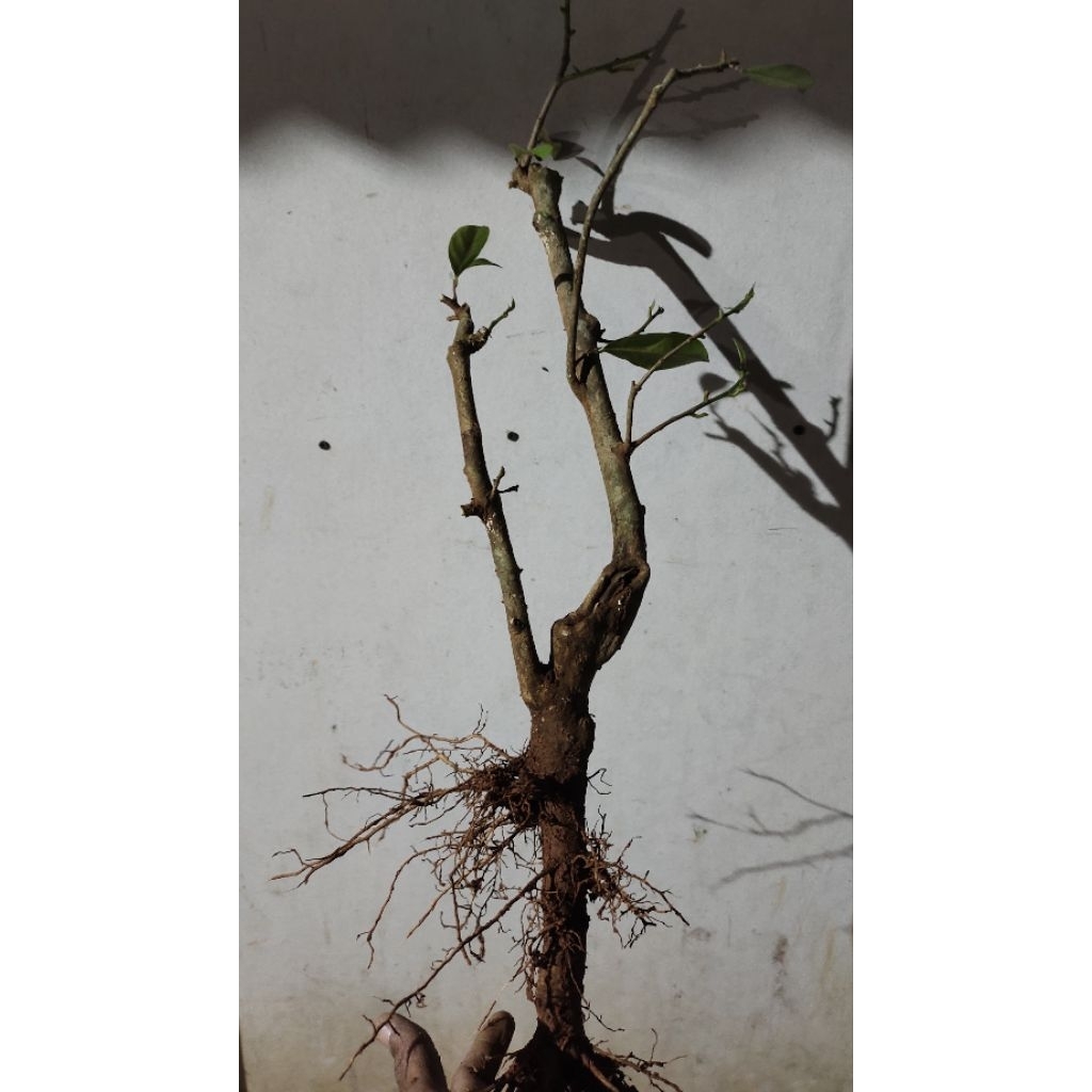 bahan bonsai wuni realpic sesuai gambar