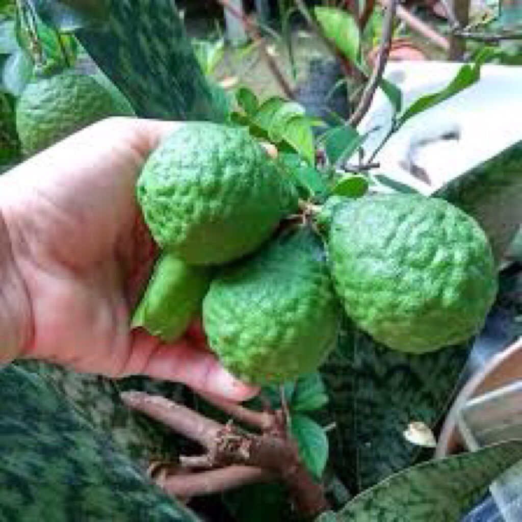 jeruk purut sepasang/jantan dan betina