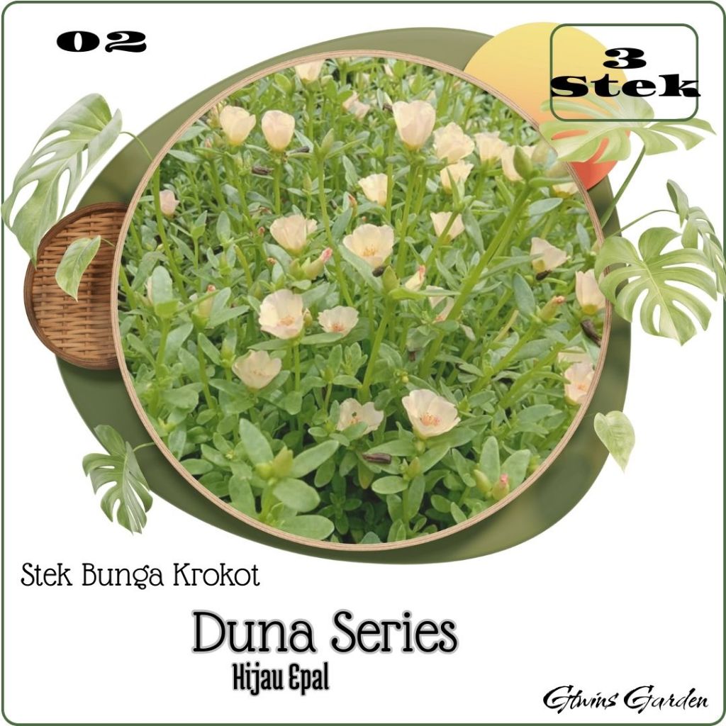 3 Stek Bunga Krokot Portulaca Duna Daun Bulat Hijau Epal