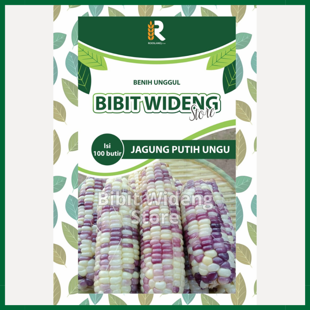 ( 100 BENIH ) JAGUNG KETAN PUTIH-UNGU | JAGUNG PULUT | JAGUNG BELANG | JAGUNG DUA WARNA