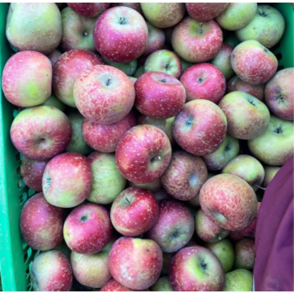 Apel Rome beauty per 1 kg apel malang fresh