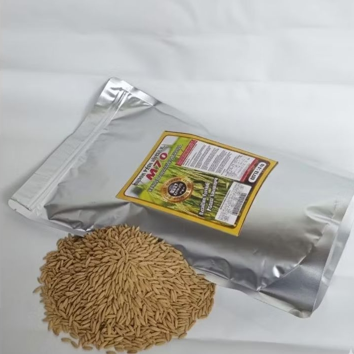 BENIH PADI UNGGUL M70D PADI KUALITAS PREMIUM 2KG