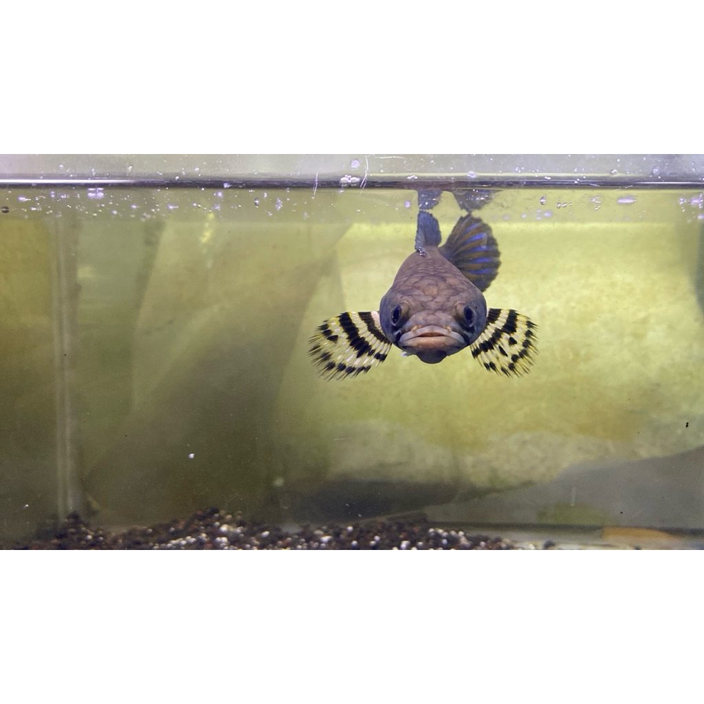 CANA PULCRA BIRU GRADE