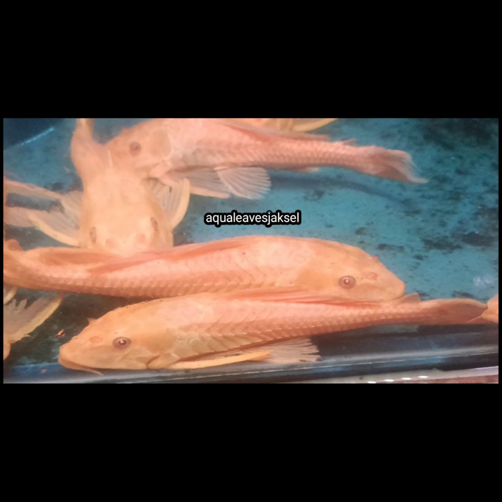 ikan sapu sapu jumbo size 15cm