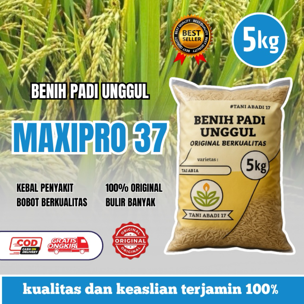 BENIH PADI MAXIPRO 37 BERKUALITAS UNGGU ORIGINAL 100% PULEN kemasan 5kg