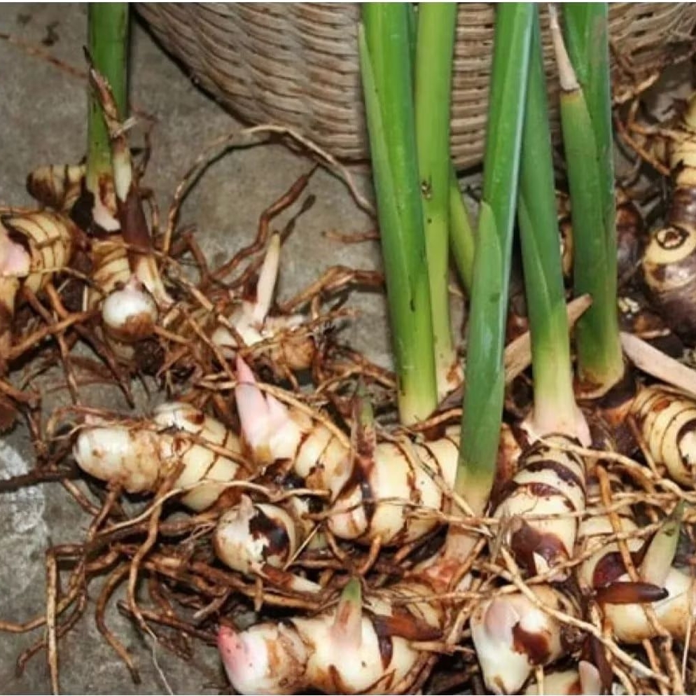 Bibit lengkuas / laos putih bibit batang
