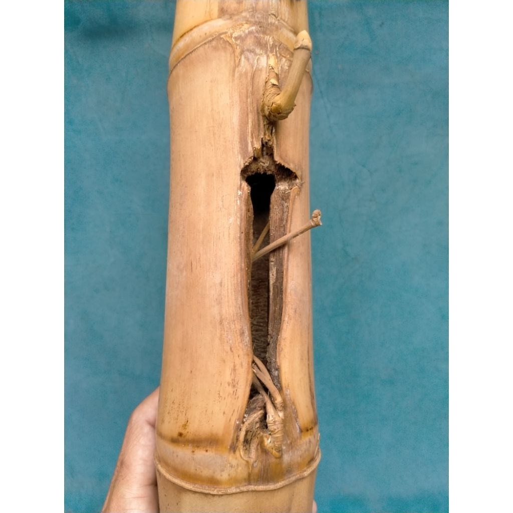 BAMBU UNIK PETUK JALU PLUS RAJUT SUKMO BATANG UTAMA (30 CM) APUS ISTIMEWA