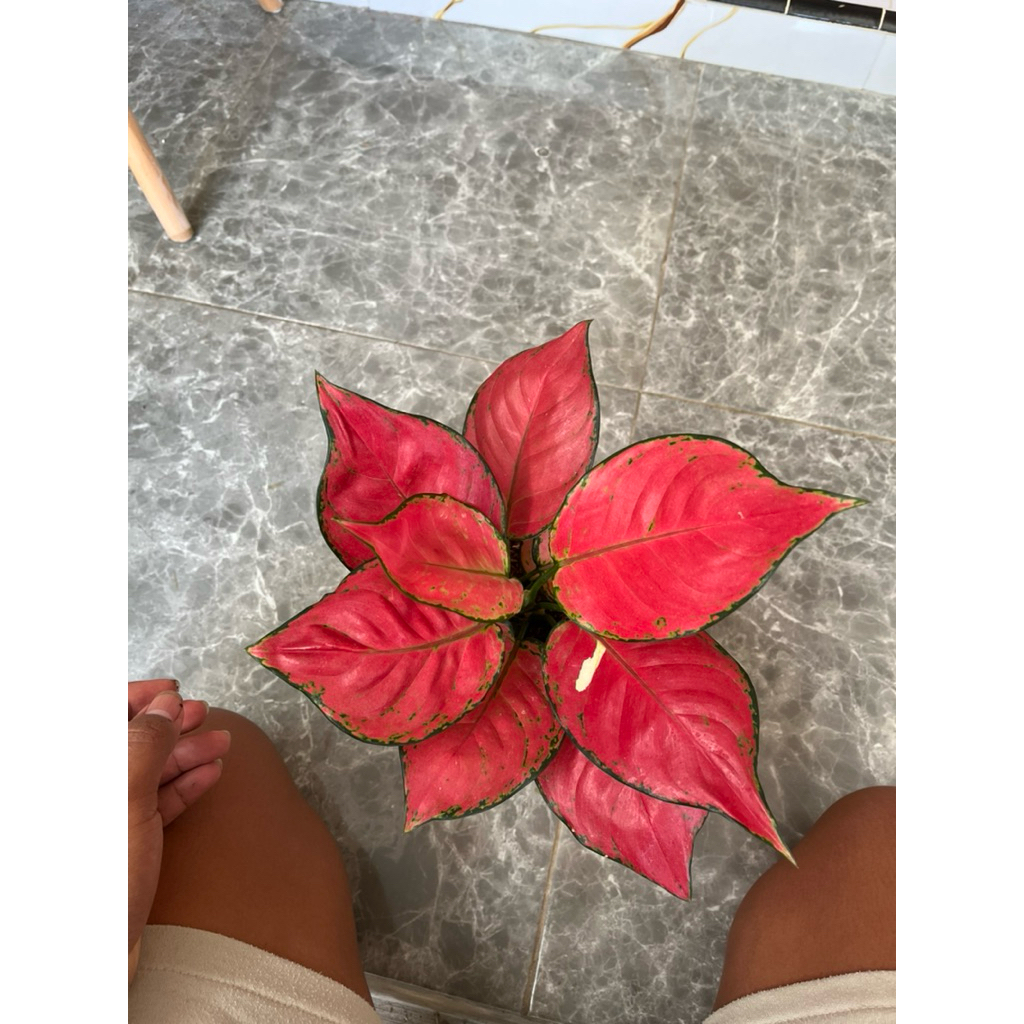 aglonema red anjamani jumbo murah