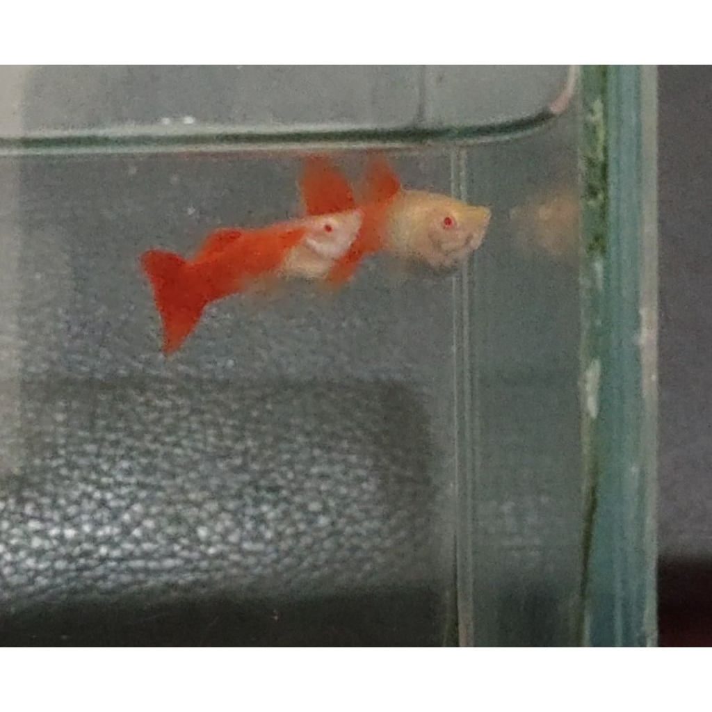 AFR GUPPY SEPASANG READY