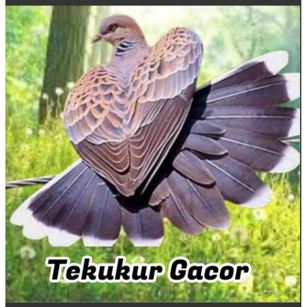 tekukur gacor kuk. 3.asli alam