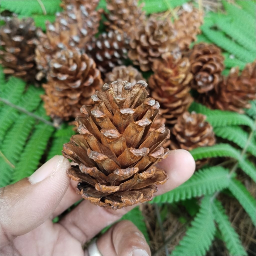Bunga pinus mekar 20 pcs/biji pinus/bunga pinus hiasan rustic