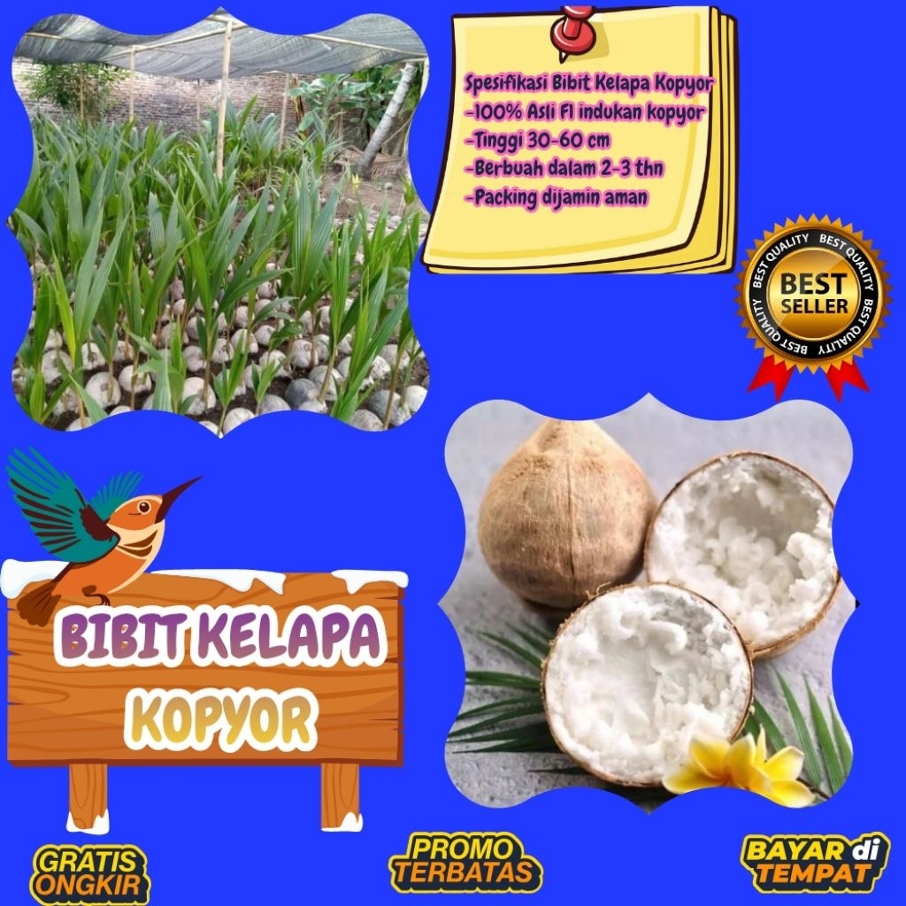TERPERCAYA  Bibit Kelapa Kopyor Trubus