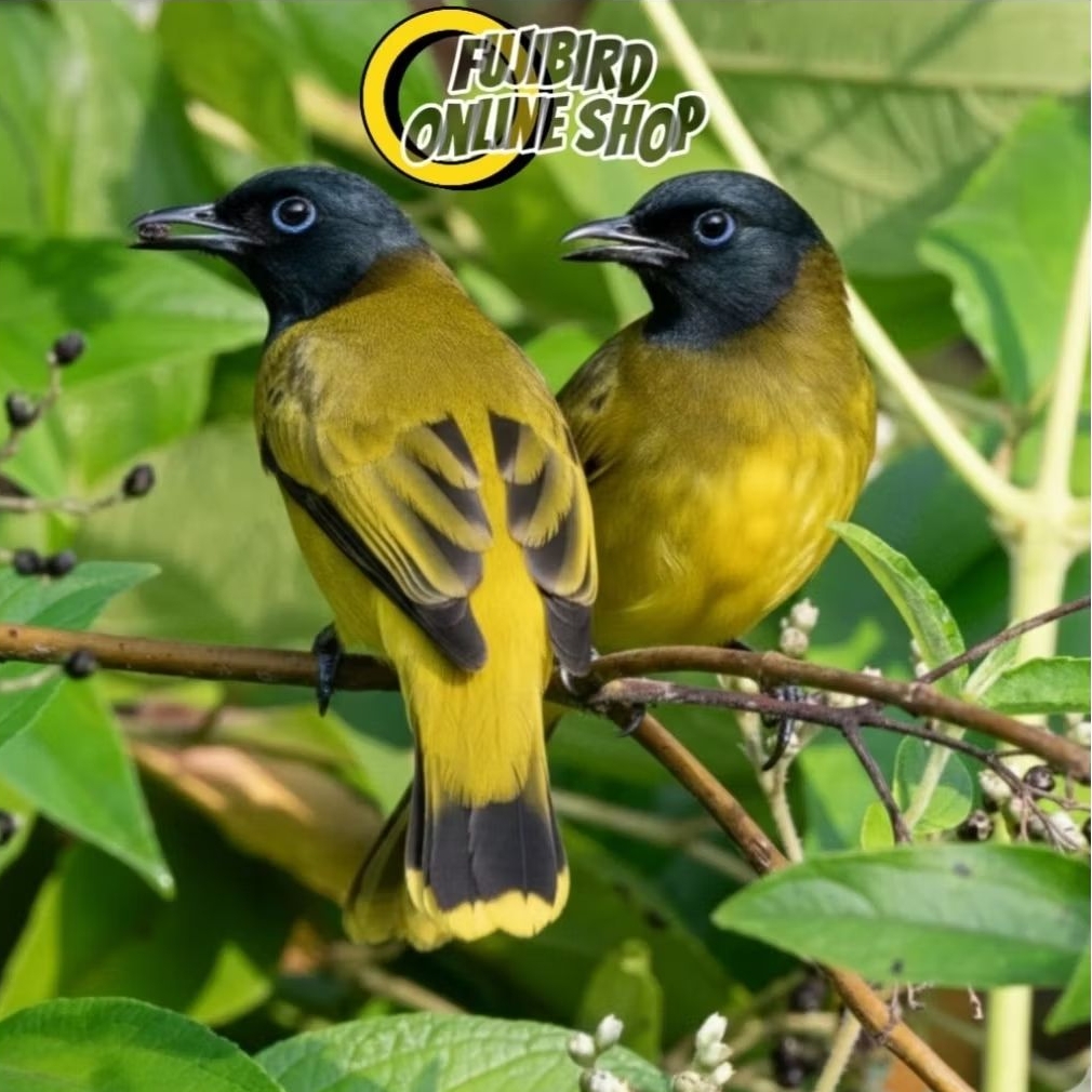 BURUNG KUTILANG SUTRA SEPASANG PILIHAN AVIARY