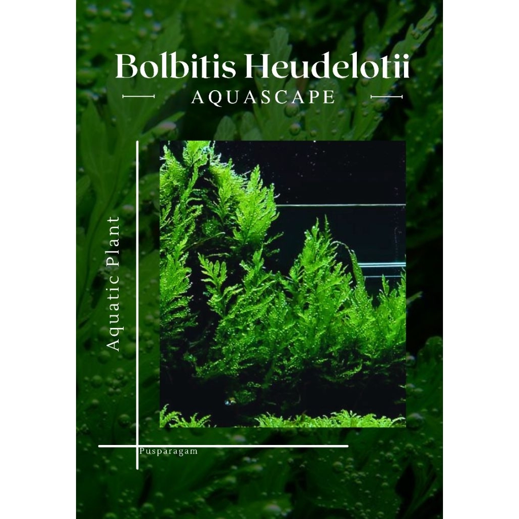 Tanaman Aquascape - Bolbitis Heudolotii