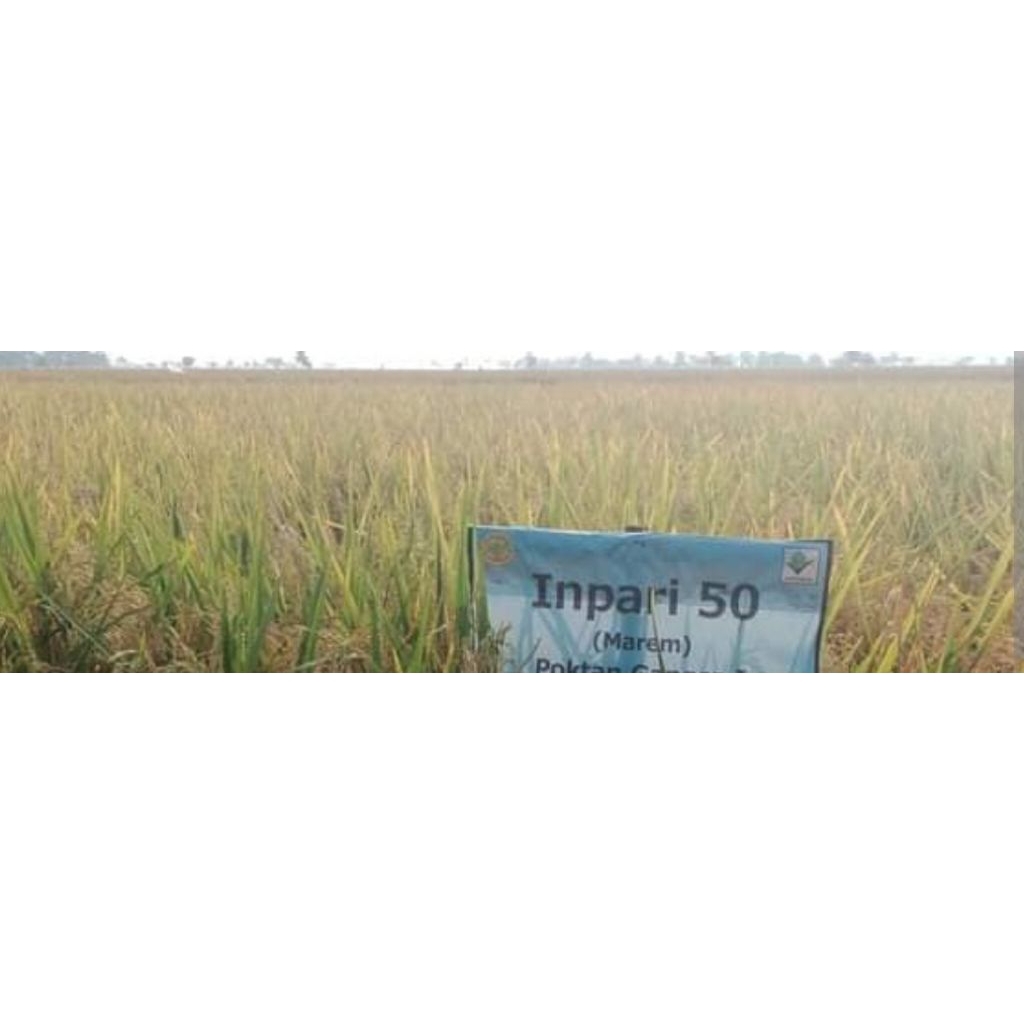benih padi inpari 50 marem