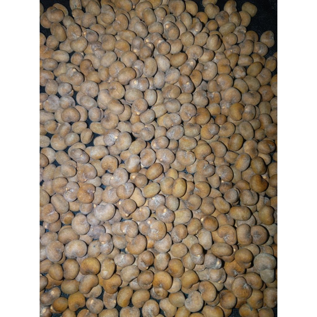 30 biji baobab adansonia digitata