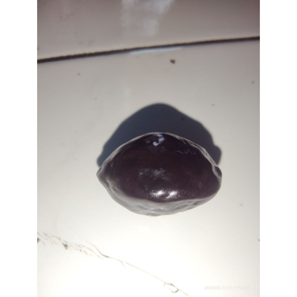 Kemiri muncang adu jenis JAWA SIZE BESAR