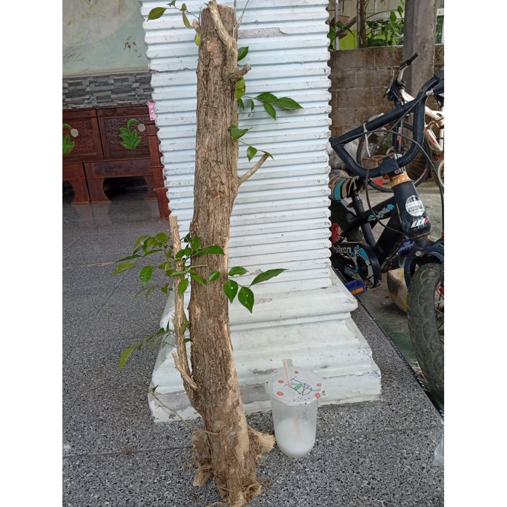 kemuning dongkelan akar batang kemuning lokal bahan bonsai