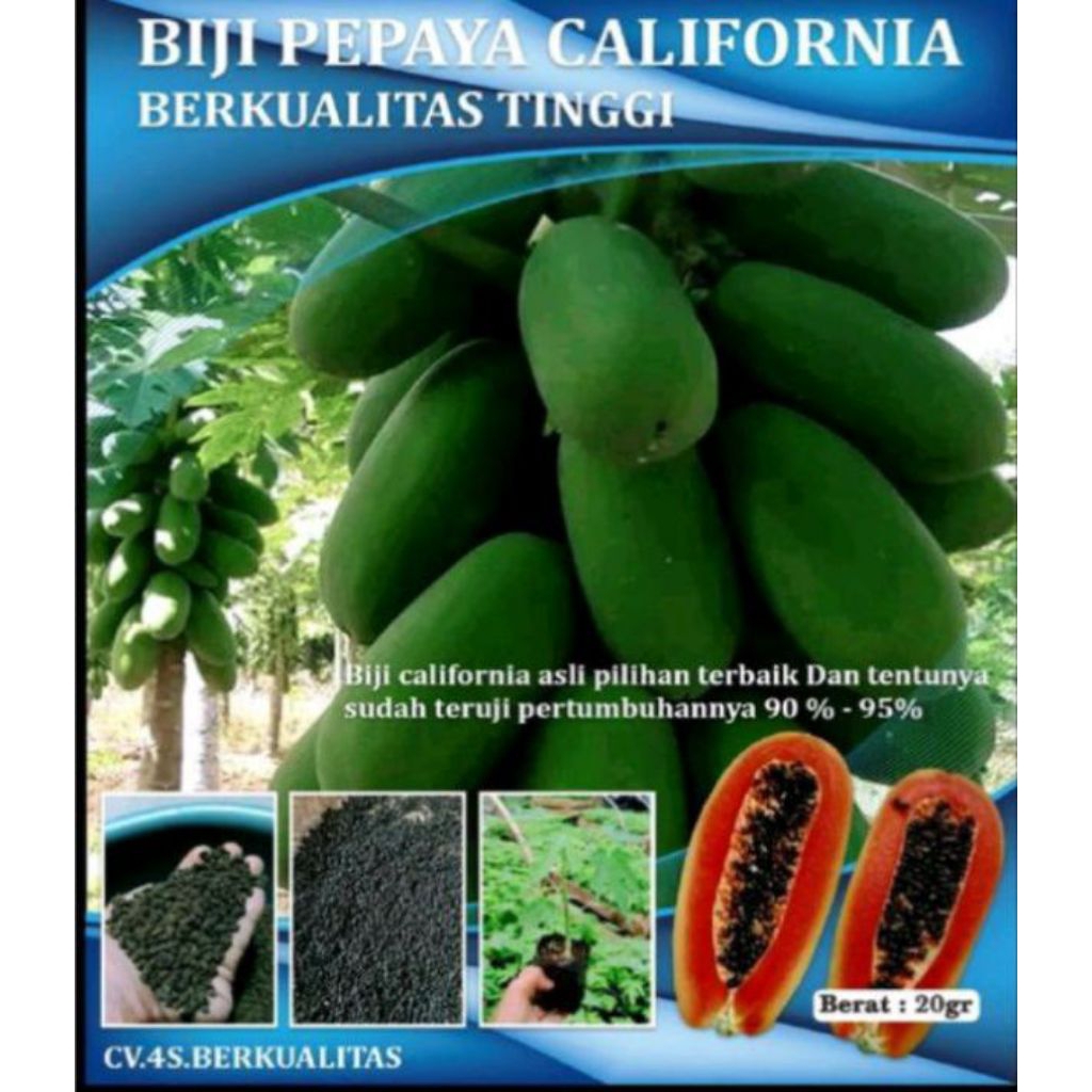 BENIH PEPAYA  CALIFORNIA BERKUALITAS TERBAIK BENIH PEPAYA UKURAN 5gram /isi/250 butir