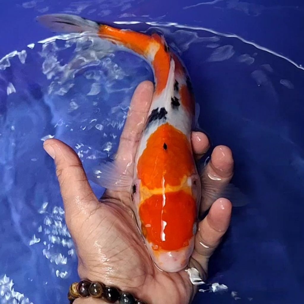 Ikan Koi Blitar Jenis Sanke / Rumah Koi Jakarta / kode 0050