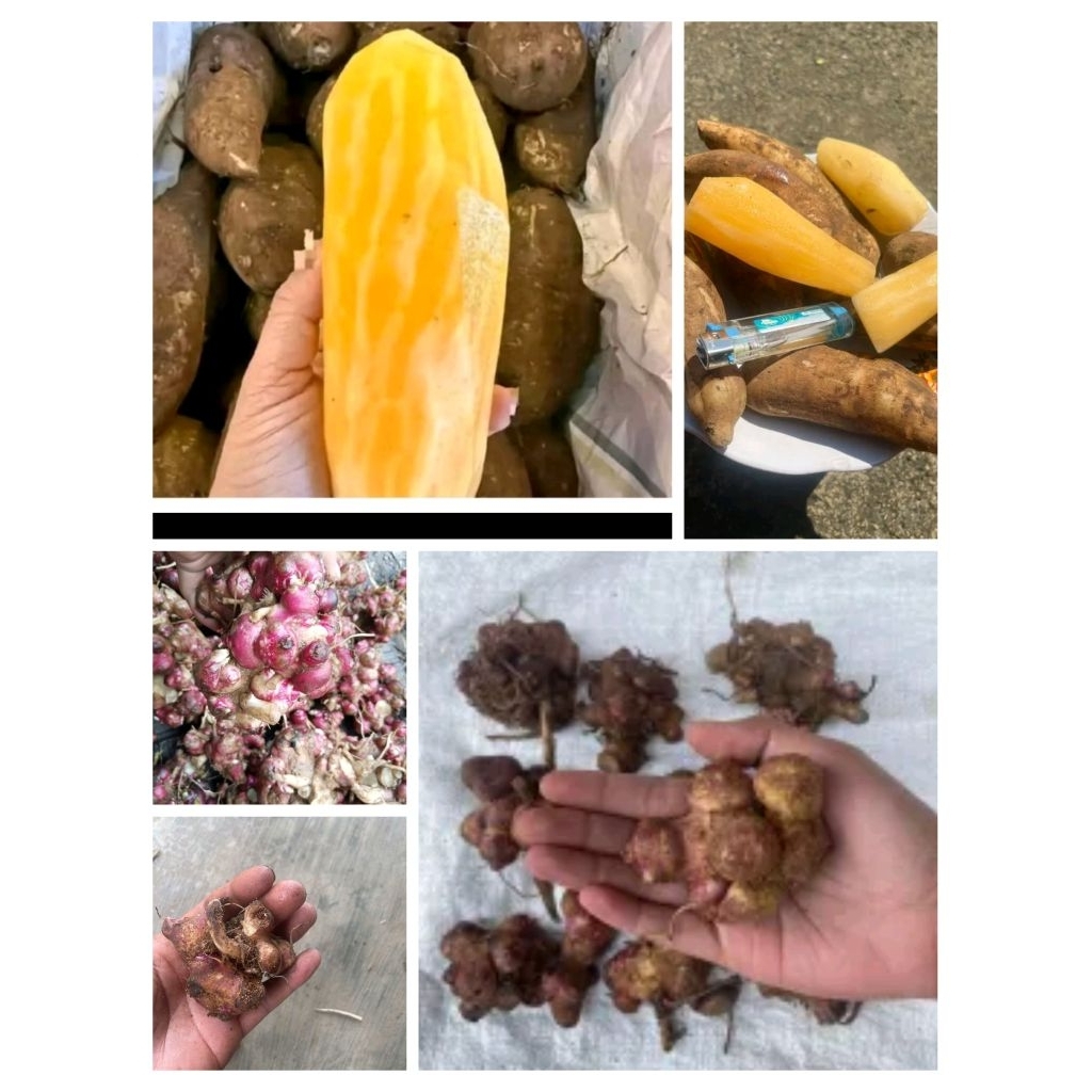 bibit ubi yakon asli Wonosobo