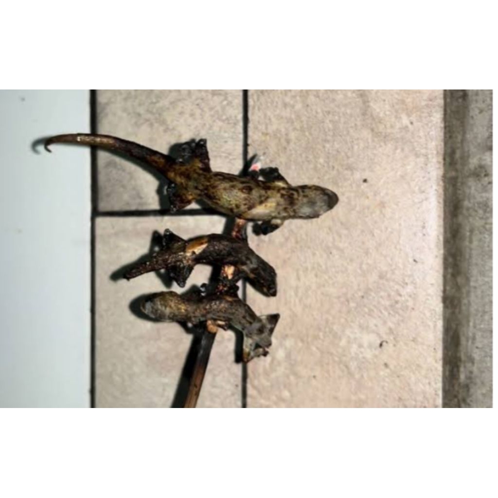 Kadal bakar dan hidup 1 ekor