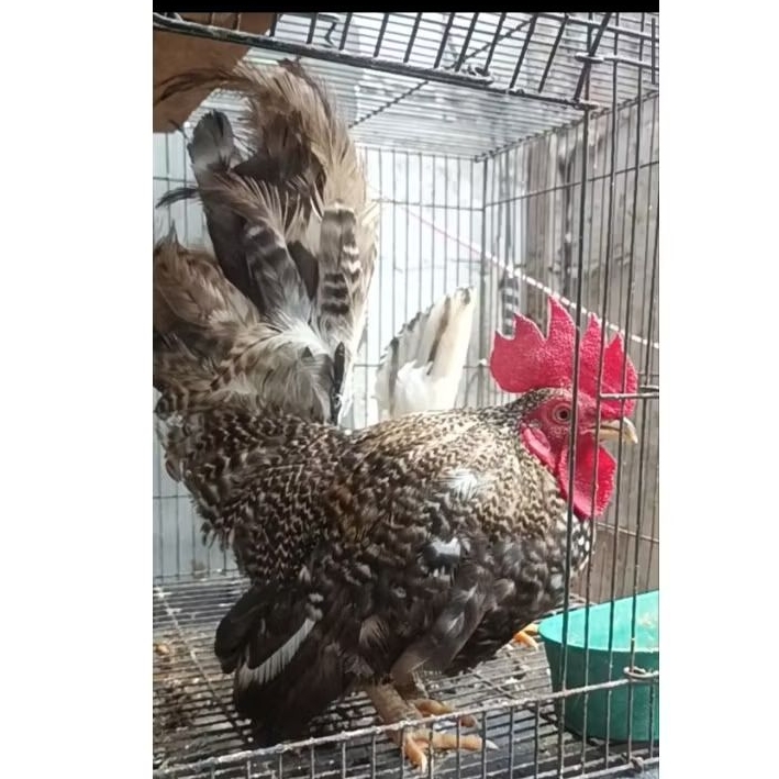 ayam kate jantan dewasa