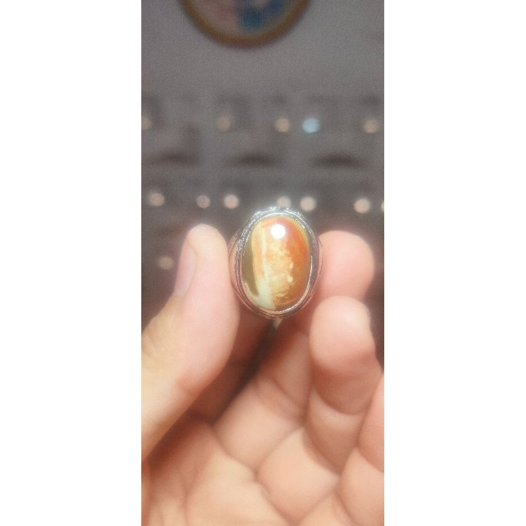 fosil kelor merah banten (06)