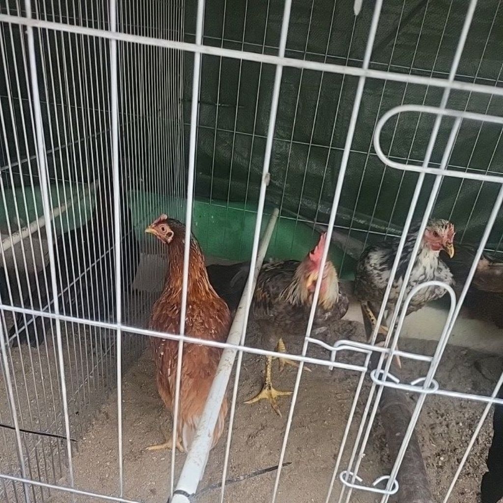 Ayam KUB 2 Dewasa Betina