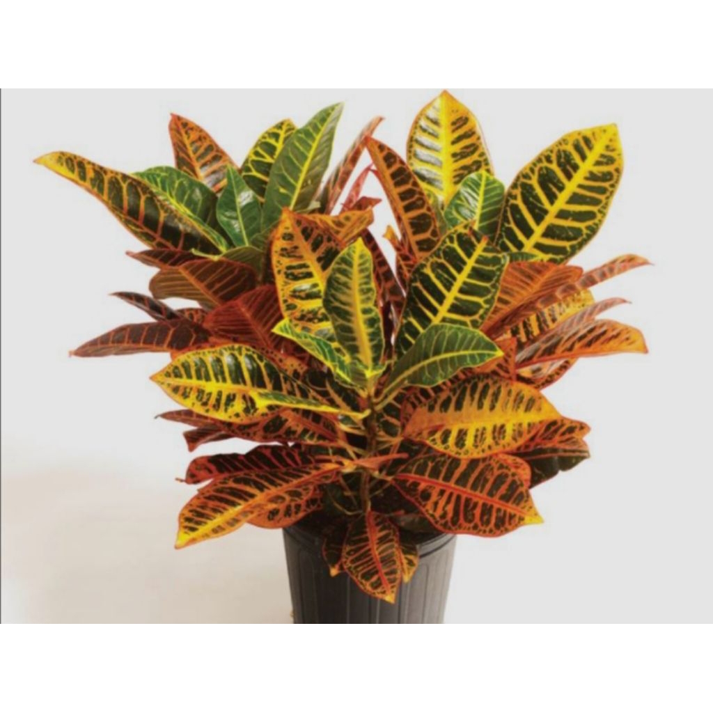 Pohon Puring Macan // Tanaman Hias Puring Macan.