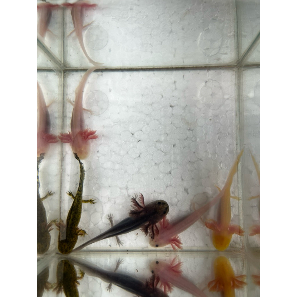 Toy Axolotl Baby Lucu dan Unik Banget - Salamander Newt