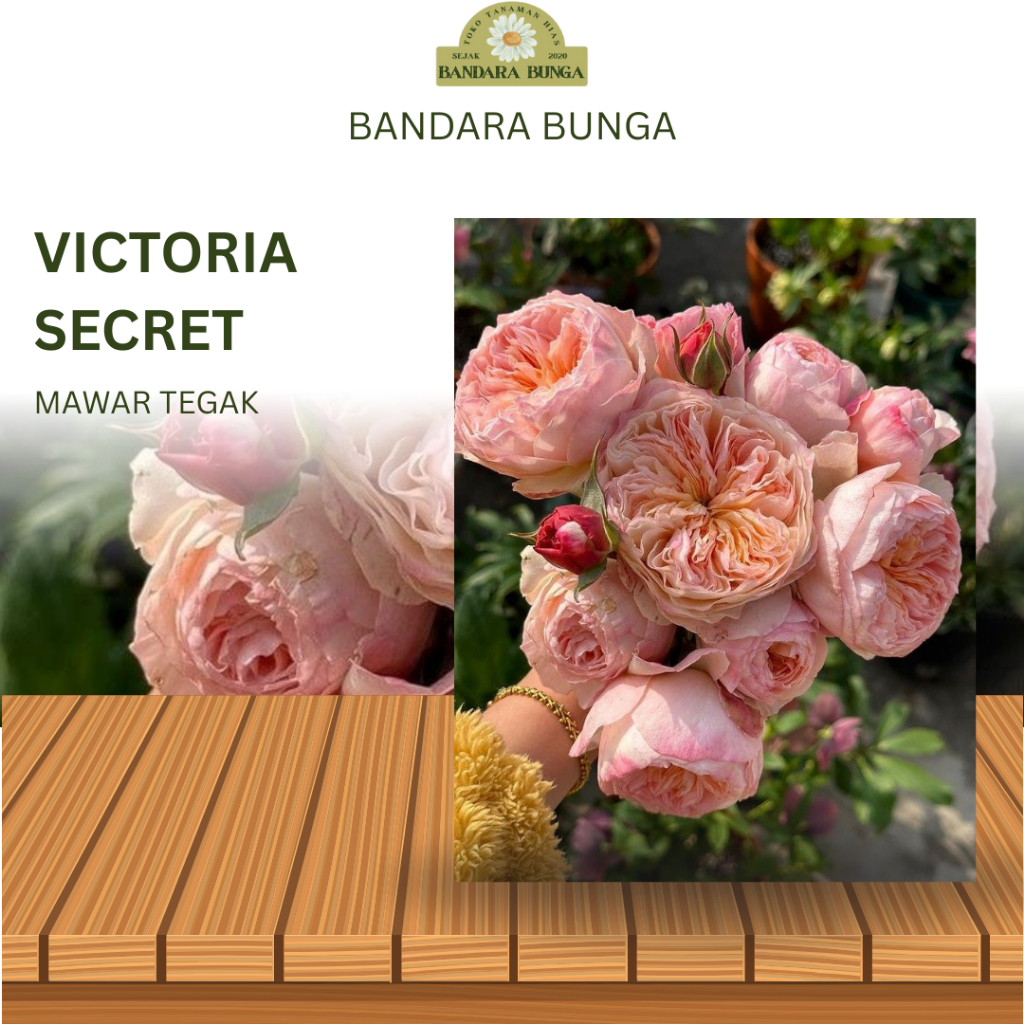Tanaman Hidup Bibit Bunga Mawar Victoria Secret ukuran dewasa-Mawar import-Mawar rambat-Mawar cantik