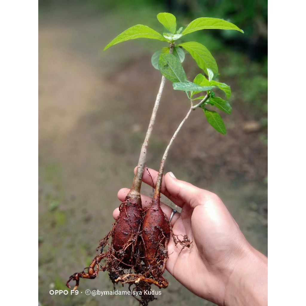 tanaman adansonia digitata atau baobab