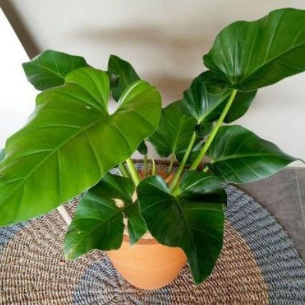 tanaman hias pilo marbel rimbun