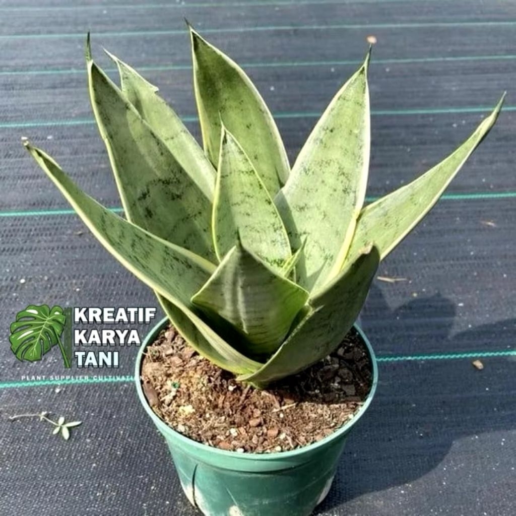 Tanaman Hias Sansivera Mini Silver - Sansivera Mini Silver