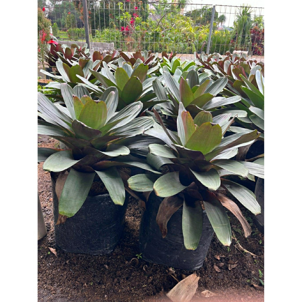 Bromelia Giant Merah Jumbo - Tanaman Hias Bromelia Giant Merah Jumbo - Bromelia Jumbo - Bromelia Hia