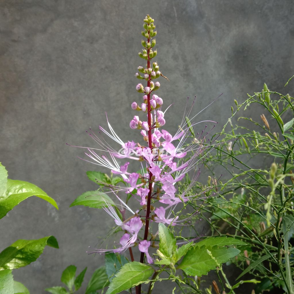 Kumis Kucing Ungu Bibit Tanaman Beli 3 Gratis 1