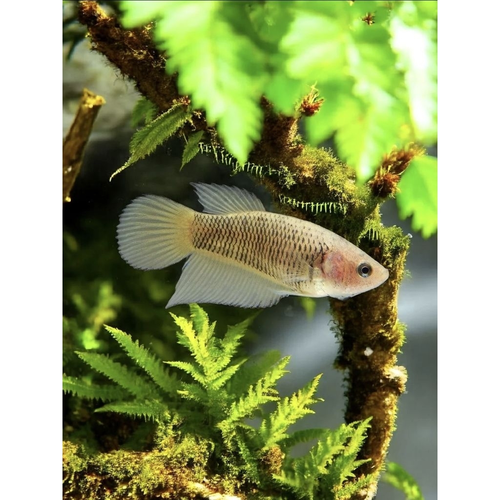 Wild Betta Splendens Yellow Size S+