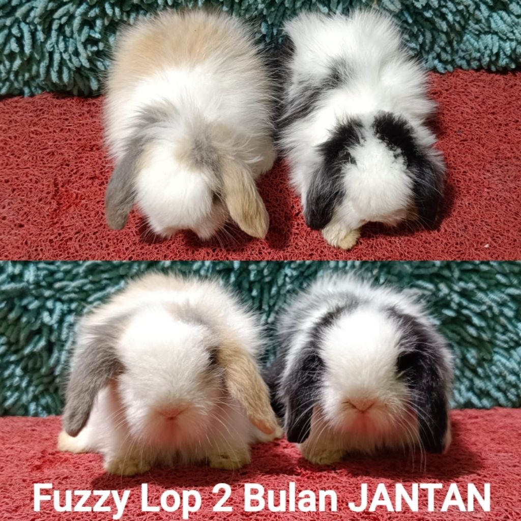 Anakan Kelinci Fuzzy Lop/Fuzzylop/FL/Fuzzylop/Fuzy Lop/Fujilop/Fuji Lop 2 bulan