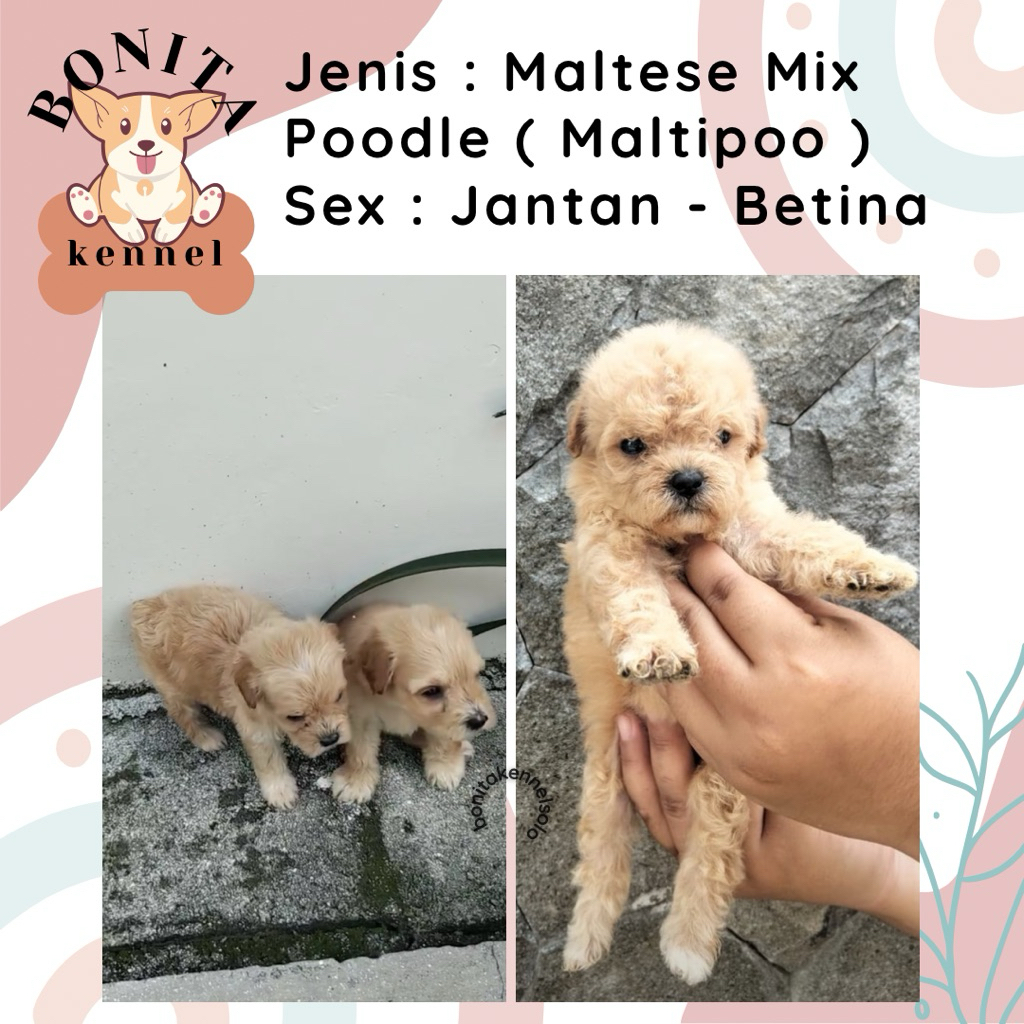 Maltipoo Poodle Mix Maltese Anak Anjing Maltipoo Jantan Betina