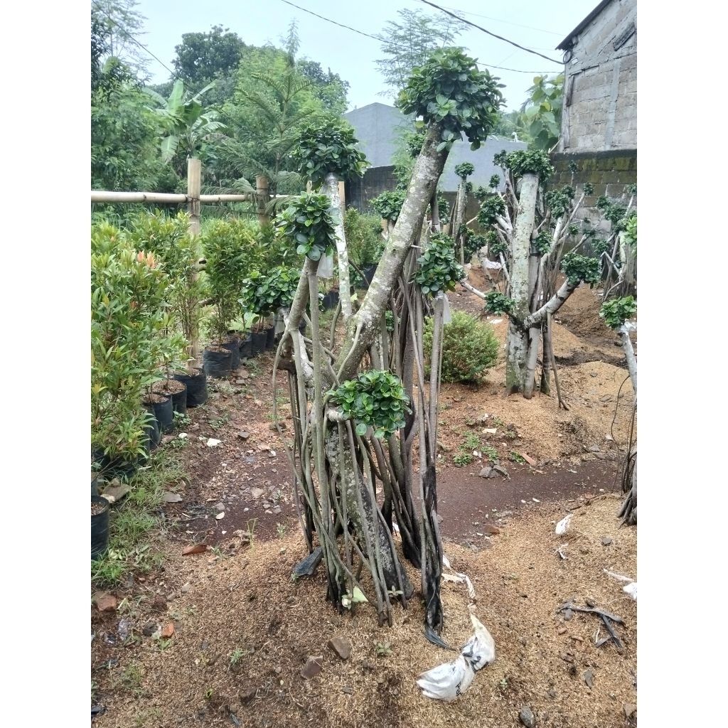 bonsai beringin dolar mikro daun mangkok bonsai taman