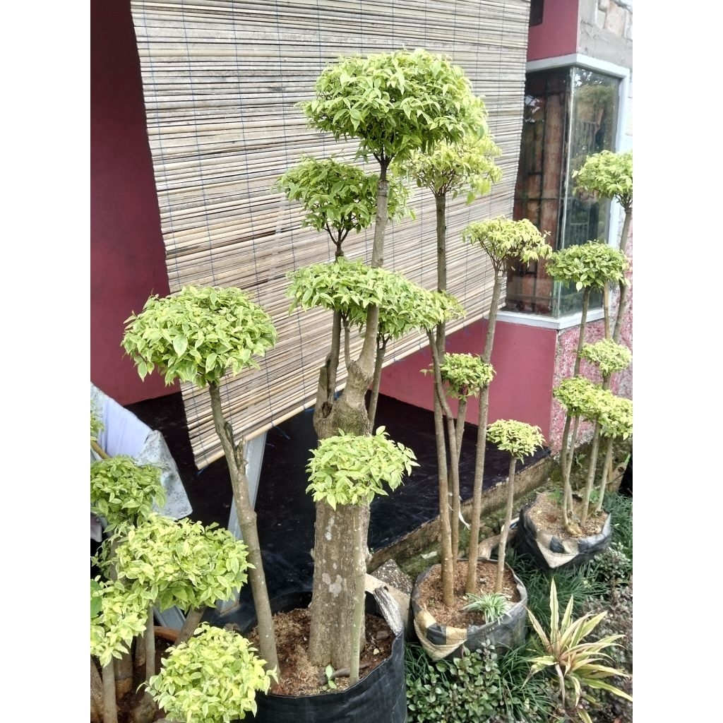 Bonsai anting Putri bonsai taman anting Putri