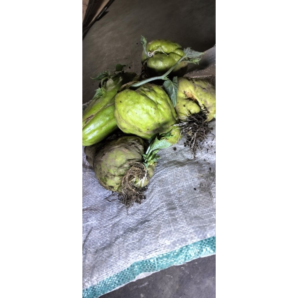 bibit labu Siam /benih labu Siam (satuan)