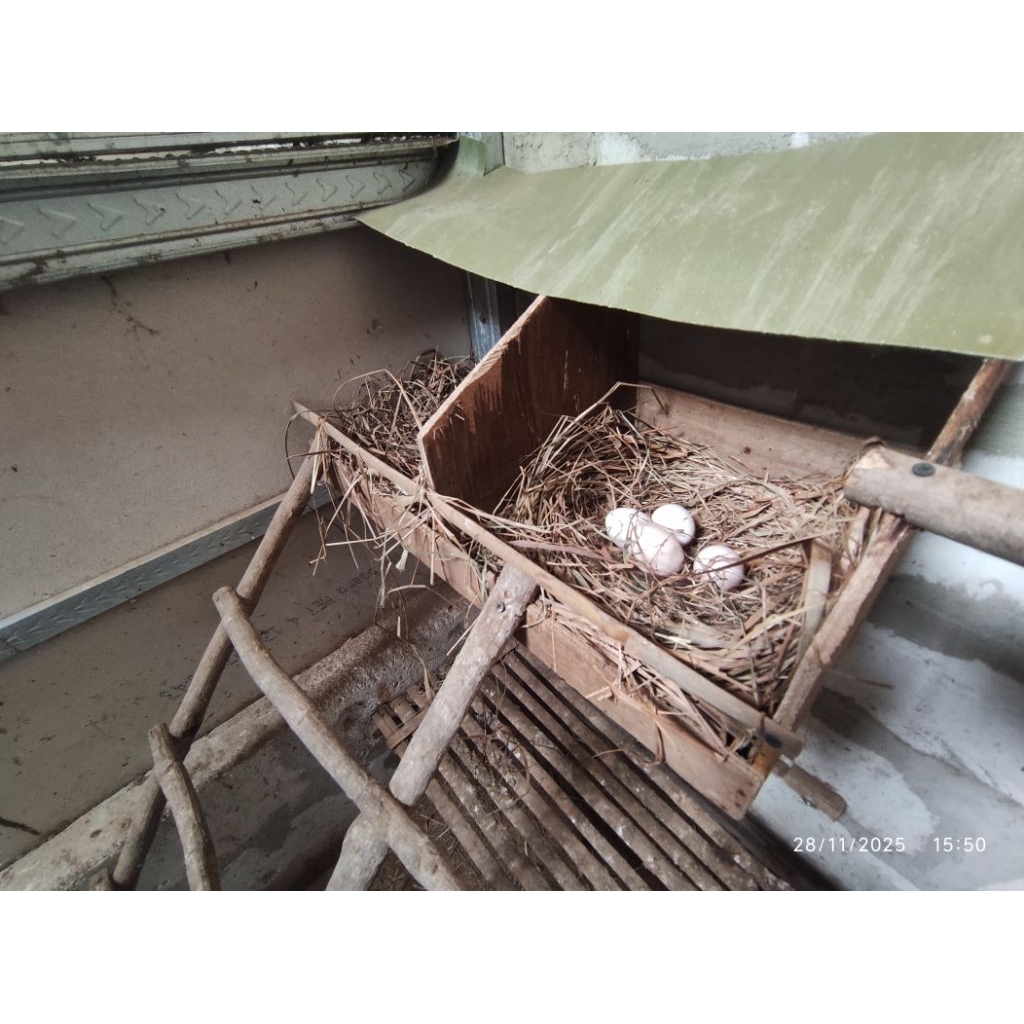 telur.tetas.ayam.merawang.fertil